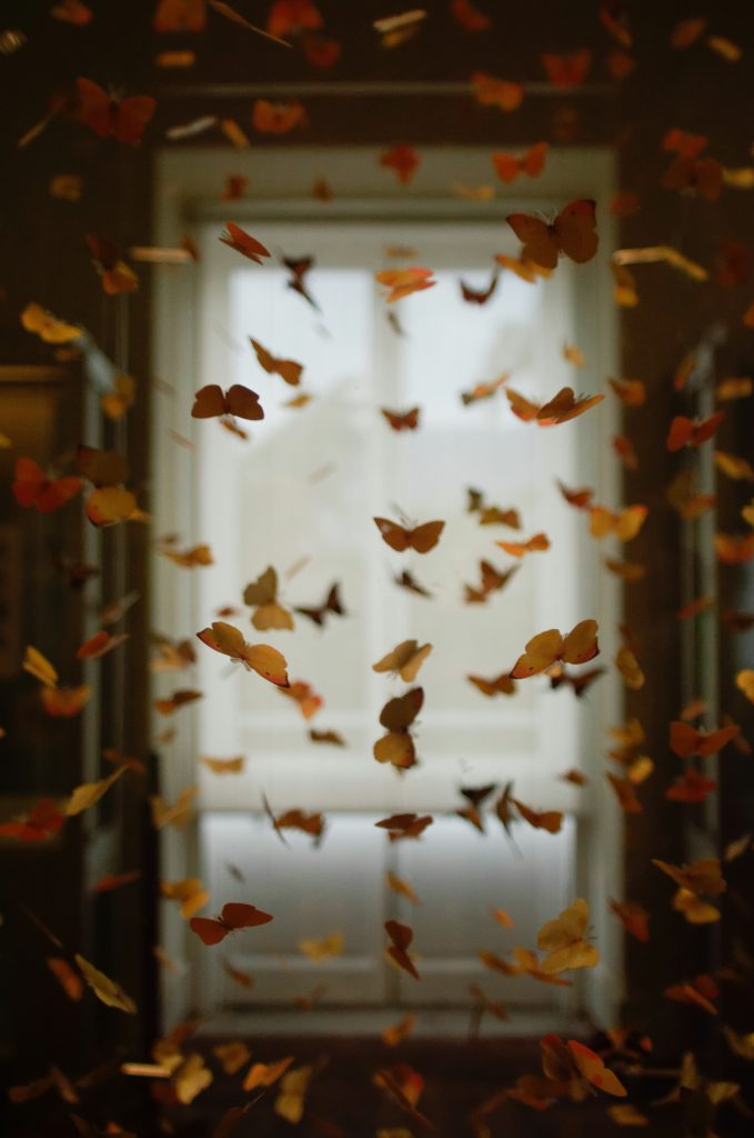 butterflies