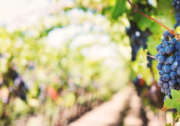 Yoga Wine Retreat nel cuore del Monferrato LOCAION 5